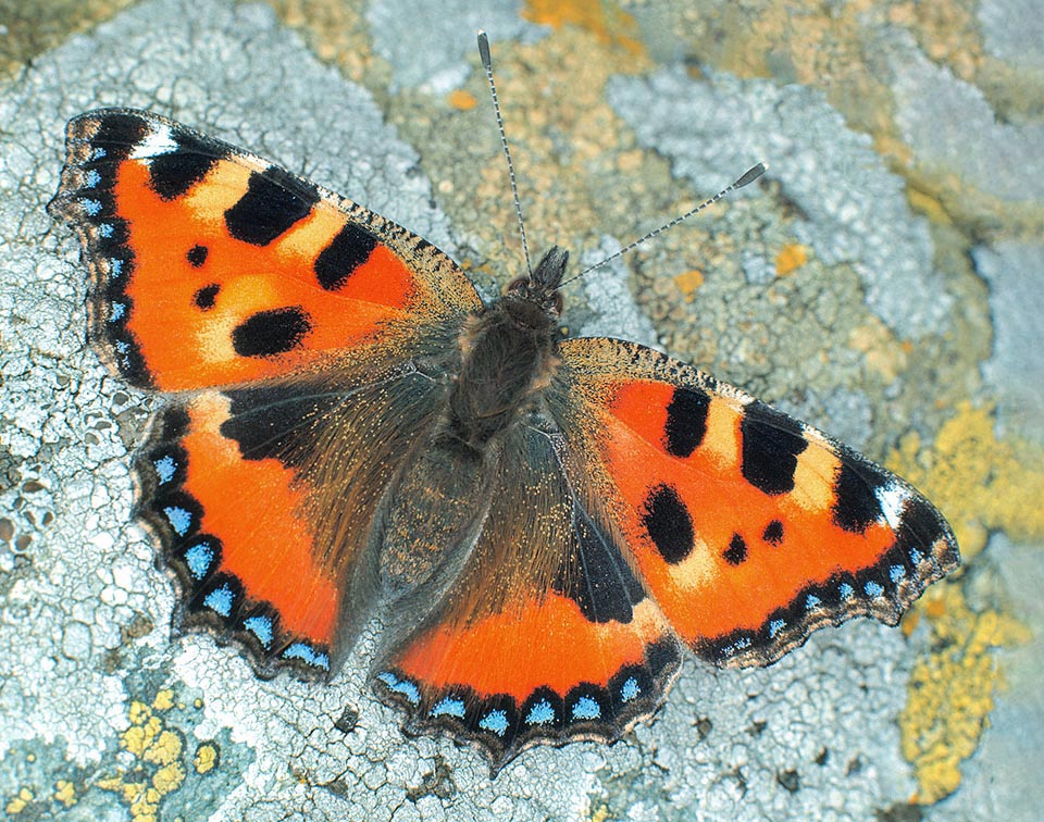 Aglais urticae, Nymphalidae, Petite Tortue