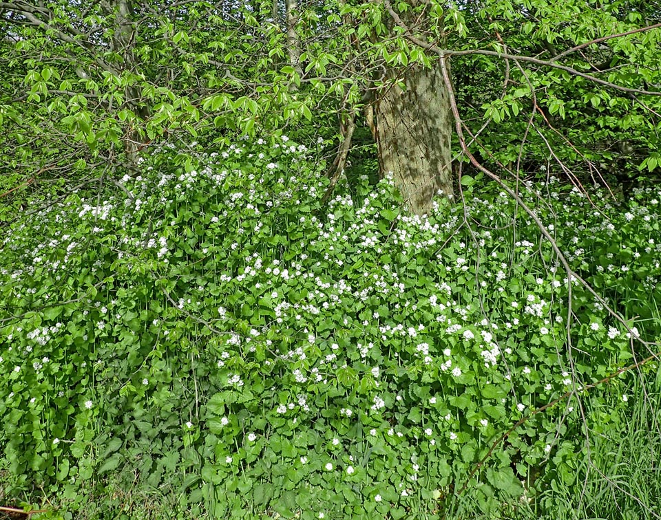 Alliaria petiolata is a cosmopolitan species.