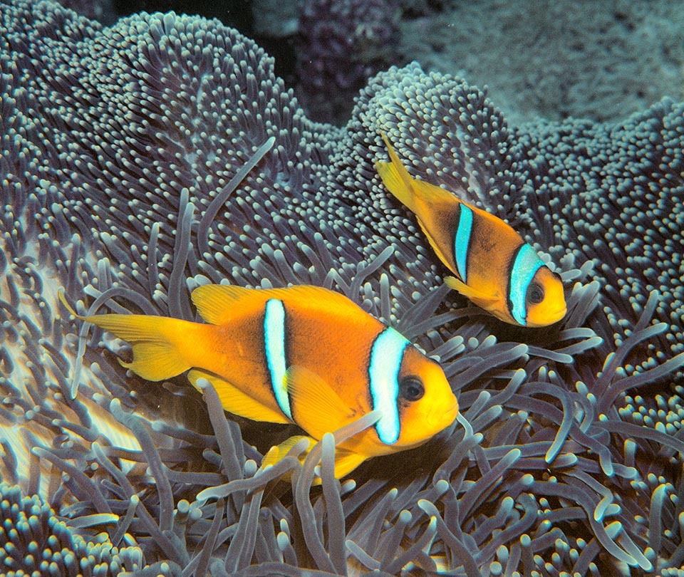 Il Pesce pagliaccio dalle due bande (Amphiprion bicinctus) è principalmente presente nell’Oceano Indiano occidentale dal Mar Rosso all’arcipelago delle Chagos