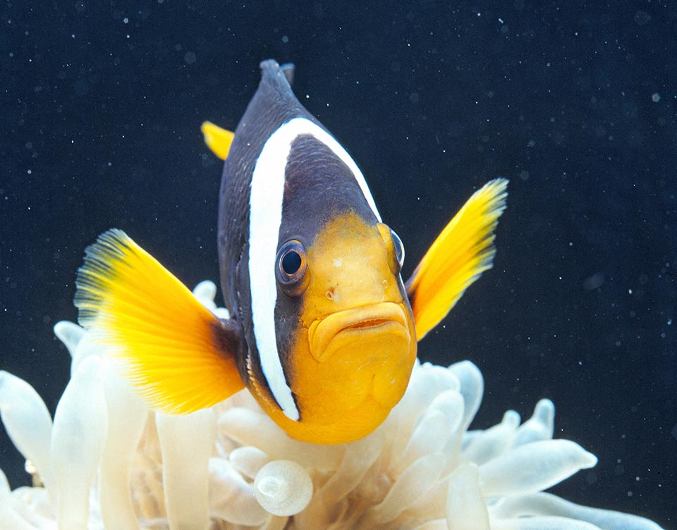 Amphiprion clarkii has a very vast range in the tropical waters of the Indian Ocean and of the western Pacific up to the Tonga archipelago