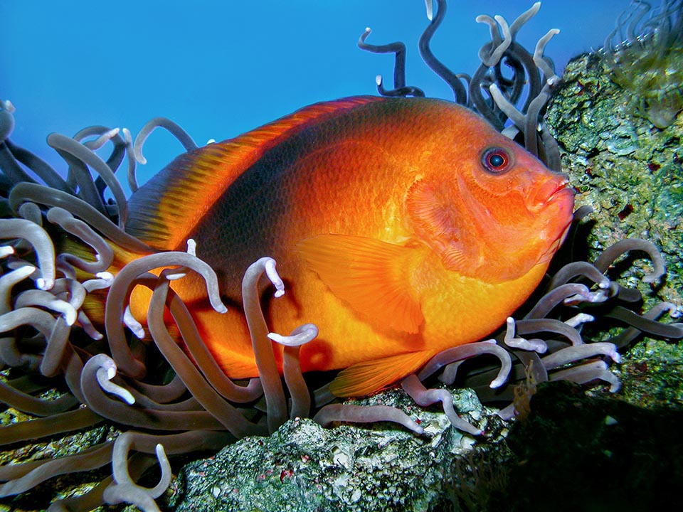 Maximum 14 cm long, Amphiprion ephippium lives on the Indian Ocean eastern side at the boundary with the Pacific