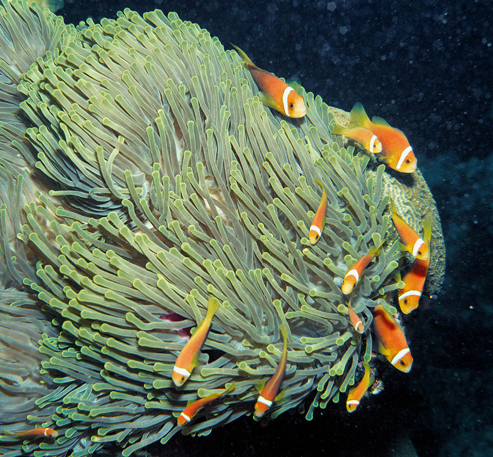 Common in the Maldives, so much that it is called Maldives clownfish, Amphiprion nigripes is present also along the coasts of India and of Sri Lanka