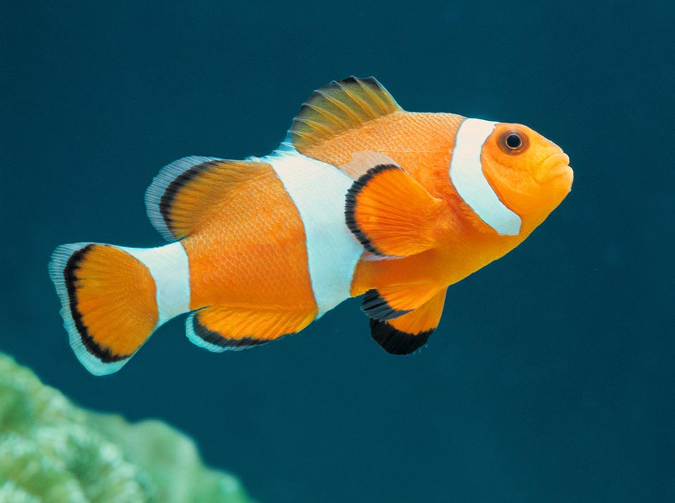 Amphiprion ocellaris differs from the similar Amphiprion percula for the less marked black drawings and the body proportionally taller with one more spiny ray on the dorsal 