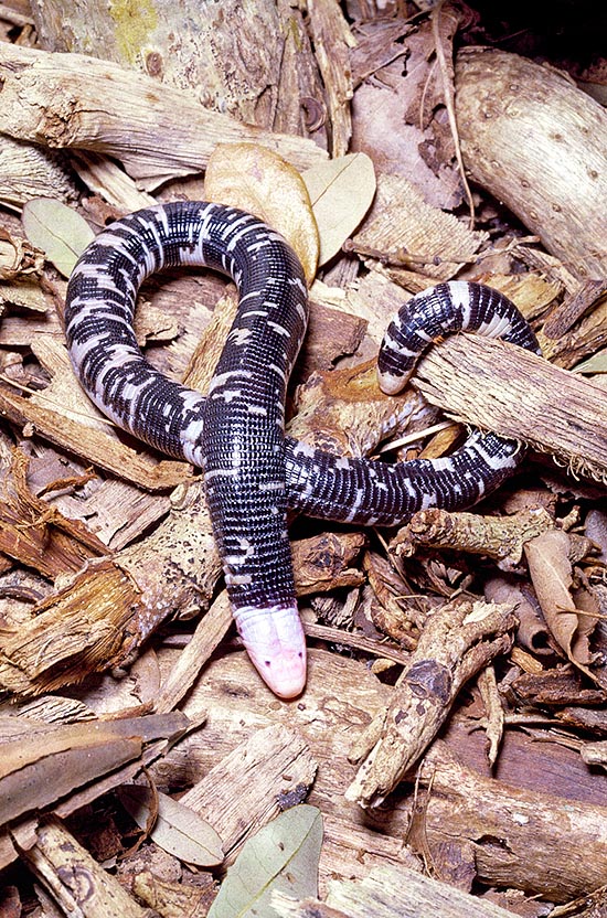 Amphisbaena fuliginosa, Amphisbaenidae, Speckled Worm Lizard