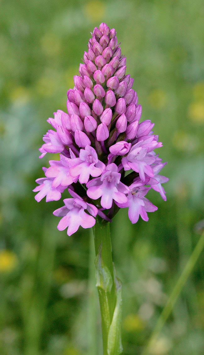 Anacamptis pyramidalis ha un vasto areale in Europa, Nord Africa e Medio Oriente 