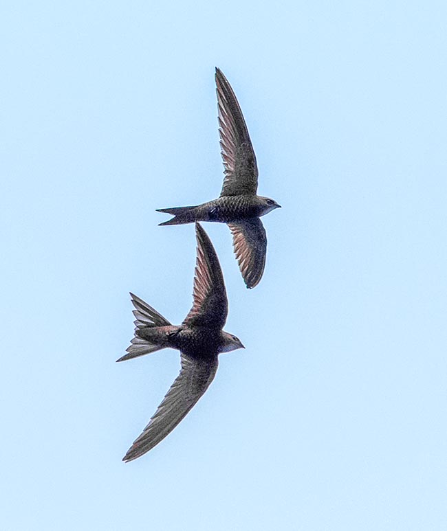 Apus pallidus, Apodidae, Pallid swift