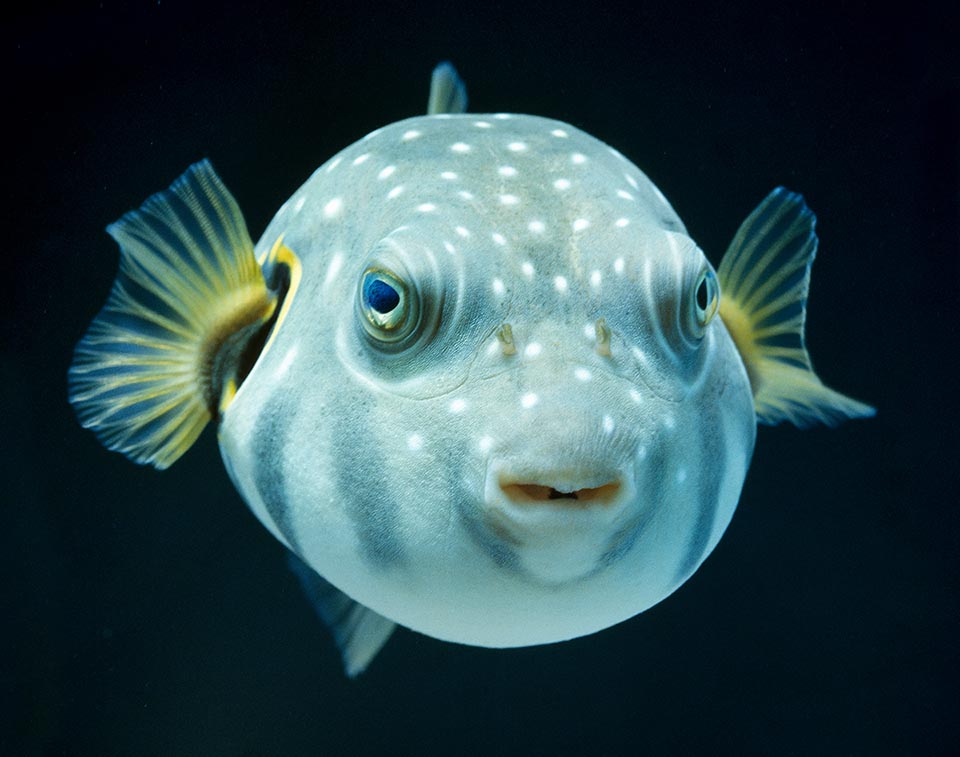 But the Caribbean, the Curly fish or White-spotted puffer (Arothron hispidus) is present in all tropical and temperate warm seas