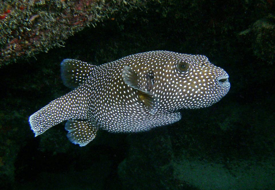 Le Poisson-ballon pintade (Arothron meleagris) tire ses noms commun et scientifique de sa livrée qui rappelle le plumage de la pintade