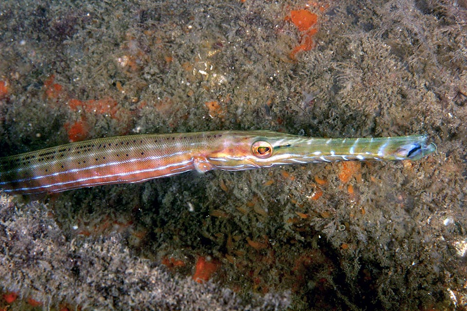 Not evident at first sight, but the ravenous West Atlantic trumpetfish, even 90 cm long, is related to seahorses because of the tubular structure of the snout