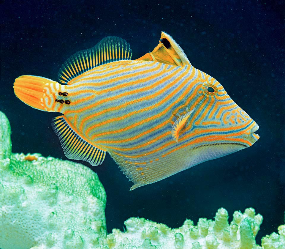Orange-lined triggerfish (Balistapus undulatus) in defensive posture with the belly extended to appear bigger and the fused pelvic fins simulating a spine. Actually, the mighty weapon of the family is the first ray of the dorsal: a dagger that the fish may block vertically and remains as such even if it dies for hurting the predators' stomach.