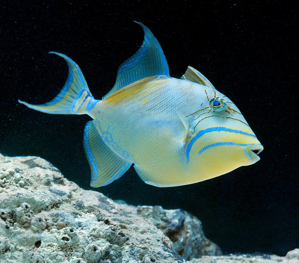 The Queen triggerfish (Balistes vetula) lives in the tropical and temperate waters on the two sides of the Atlantic Ocean
