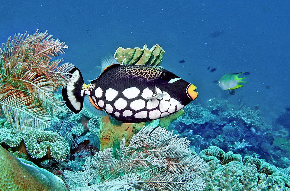 Present in tropical Indo-Pacific, from the African coasts to Fiji, the Clown triggerfish (Balistoides conspicillum) usually measures than 35 cm, with a record of 50 