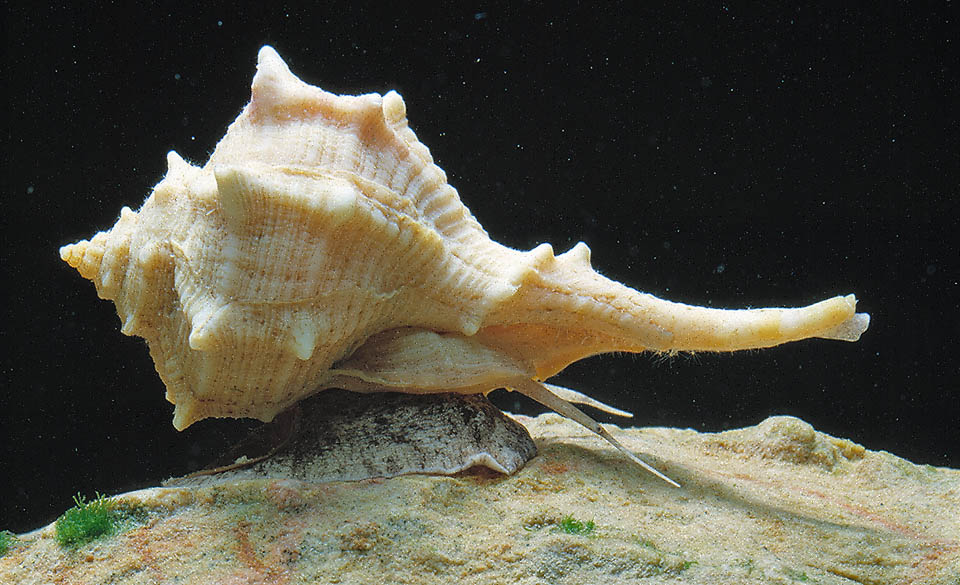 Bolinus brandaris est très commun en Méditerranée. De récentes études semblent avoir prouvé sa présence aussi le long des côtes atlantiques françaises.