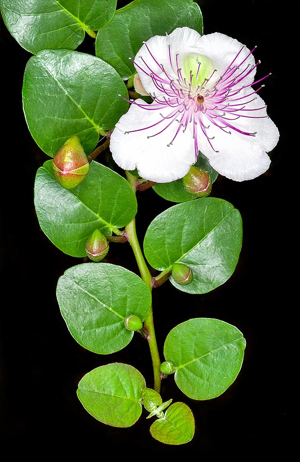 Con una vasta diffusione dalle regioni mediterranee all’Australia, il cappero (Capparis spinosa) è noto fin dall’antichità per le proprietà medicinali e l’uso culinario dei boccioli, da raccogliere ancora chiusi, all’alba © Giuseppe Mazza