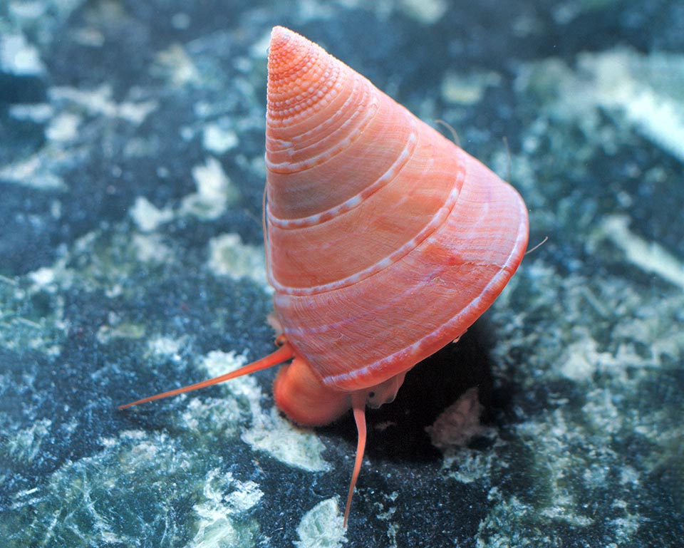 Calliostoma conulus