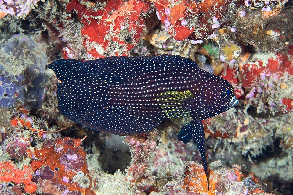 Muy cauteloso y tímido, el pez cometa (Calloplesiops altivelis) vive, quizás con una sola discontinuidad aparente, en el Indo-Pacífico tropical