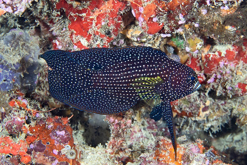 Prudent et craintif le Poisson-comète à longues nageoires (Calloplesiops altivelis) vit, avec une discontinuité qui n'est peut-être qu'apparente, dans l'Indo-Pacifique tropical 