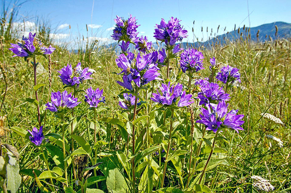 Campanula glomerata Present in most Europe, from the sea level up to about 1500 m, Campanula glomerata has a vast Eurasian distribution, up to China.