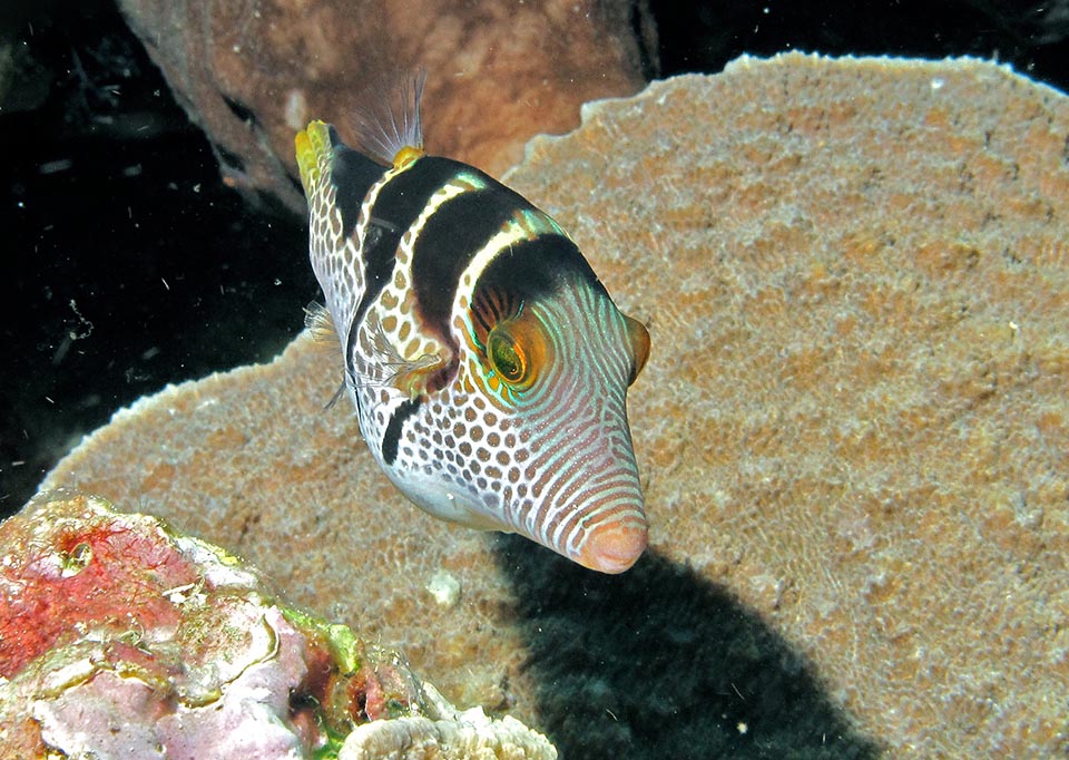 Con su divertido hocico como un embudo, el Tamboril Coronado o Toby Rayado Negro (Canthigaster valentini) tiene una amplia distribución en el Indo-Pacífico tropical 