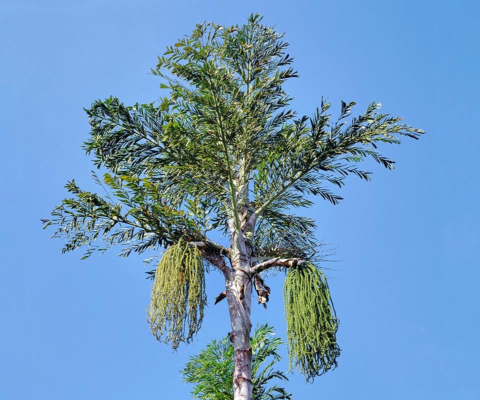Caryota urens, Arecaceae