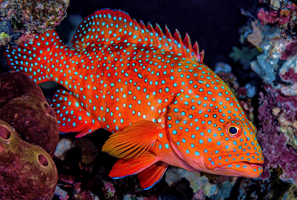 Con su inconfundible librea rojo anaranjada con manchas azules, Cephalopholis miniata es un mero de 40-50 cm del Océano Índico y el Pacífico Occidental