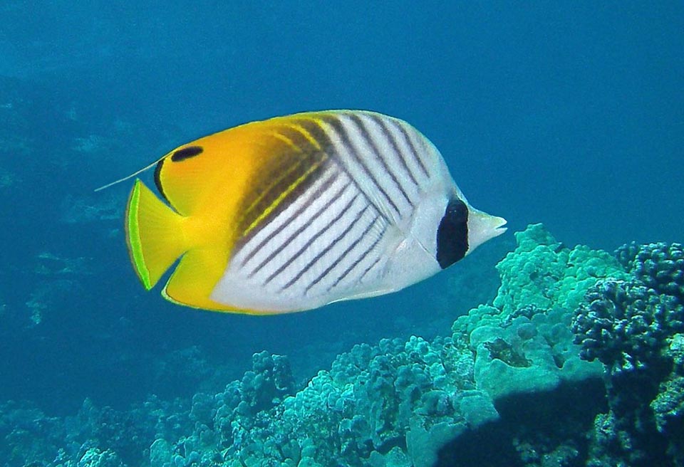 Long jusqu'à 23 cm le Poisson-papillon cocher(Chaetodon auriga) a une très grande aire de répartition dans les eaux tropicales de l'Indo-Pacifique