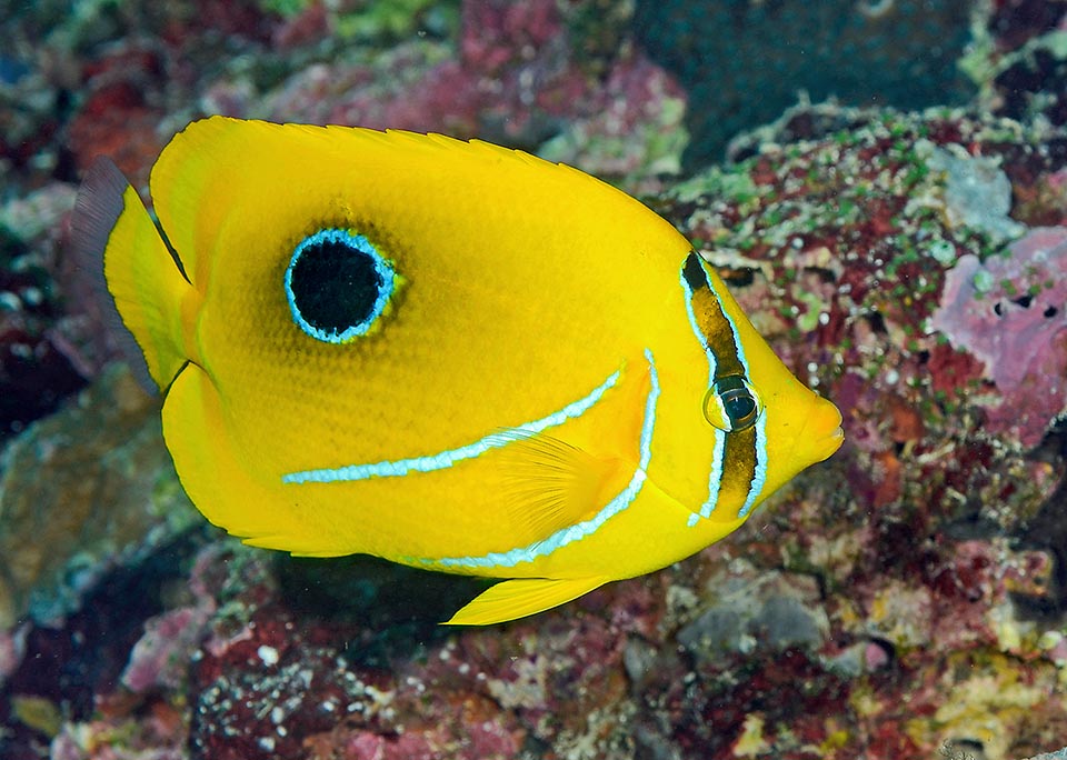 Il Pesce farfalla eclisse (Chaetodon bennetti) prende il nome volgare dalla caratteristica macchia nera orlata di blu posta nella seconda metà del corpo 