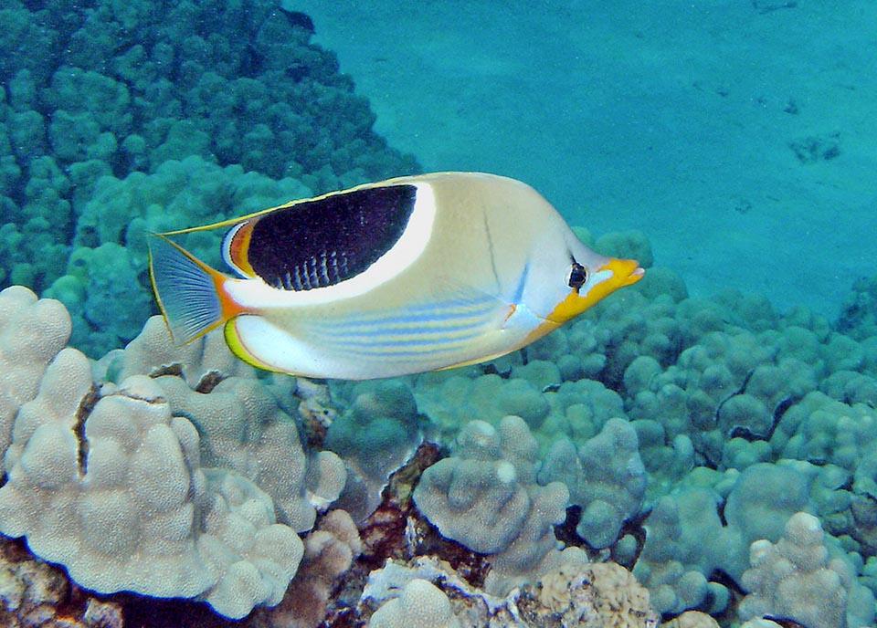 Le Poisson-papillon sellé (Chaetodon ephippium)est présent dans les eaux tropicales de l'océan Pacifique et celles limitrophes de l'océan Indien depuis l'Inde et le Sri Lanka