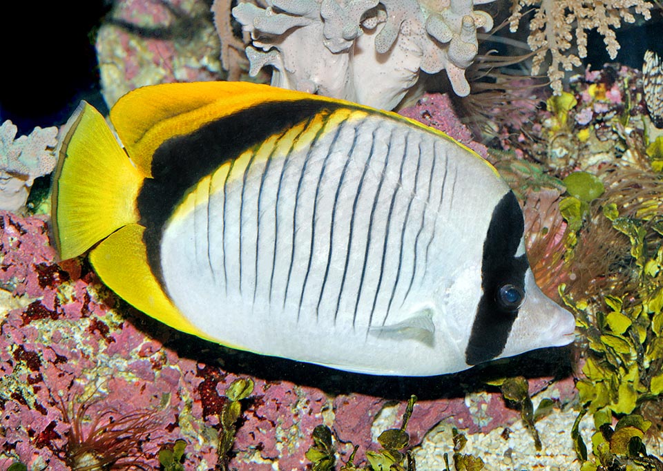 Il Pesce farfalla rigato (Chaetodon lineolatus) ha un’ampia distribuzione nell’Indo-Pacifico tropicale, dal Mar Rosso all’isola di Pitcairn