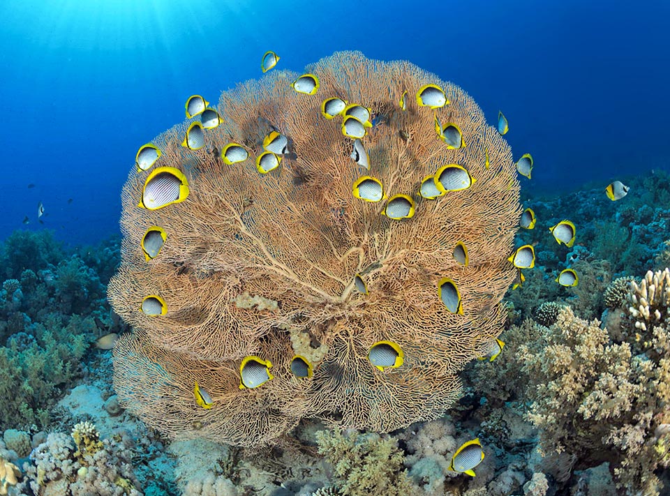 The Blackback butterflyfish (Chaetodon melannotus), here pictured in the Red Sea close to a Red Sea Fan gorgonian (Subergorgia hicksoni) has a very vast diffusion