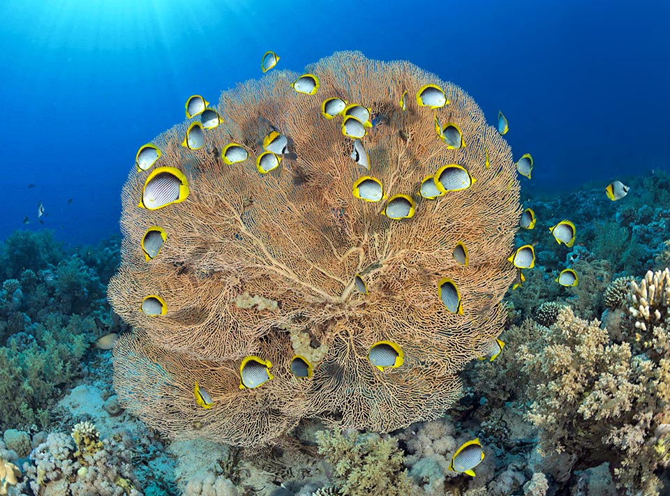 Il Pesce farfalla dal dorso nero (Chaetodon melannotus), qui ritratto nel Mar Rosso accanto ad una Gorgonia gigante (Subergorgia hicksoni) ha una diffusione vastissima