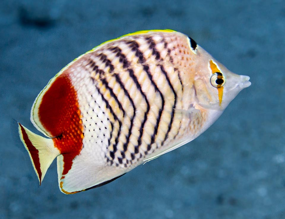 The Eritrean butterflyfish lives in the tropical waters of the Indian Ocean, mainly in the Red Sea and in the Gulf of Aden