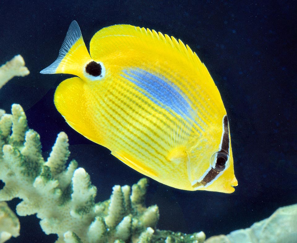 Chaetodon plebeius is present in the tropical waters of Pacific and of eastern part of Indian Ocean, up to Maldives