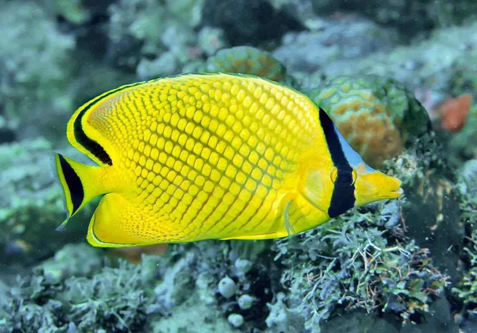 The Latticed butterflyfish (Chaetodon rafflesii) is an uncommon species but with a vast diffusion in the tropical Indo-Pacific, from Sri Lanka to Tuamotu Islands