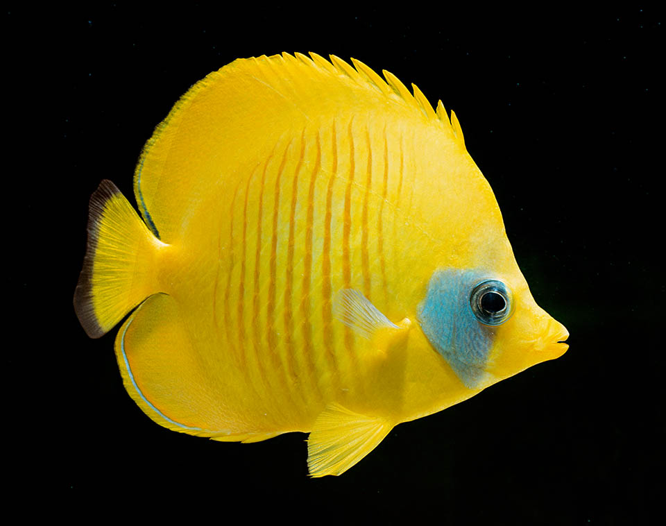 Chaetodon semilarvatus debe su nombre específico a la mancha azul que sólo enmascara la mitad del ojo, en lugar de la habitual banda vertical oscura