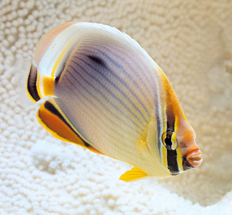 Vu sa large présence dans l'Indo-Pacifique tropical le Poisson-papillon à trois bandes semble être l'espèce la plus commune du genre Chaetodon