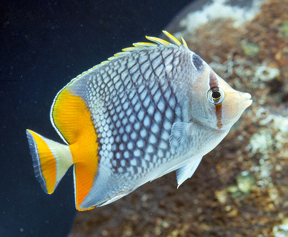 The Pearlscale butterflyfish (Chaetodon xanthurus) lives in the western Pacific Ocean tropical waters