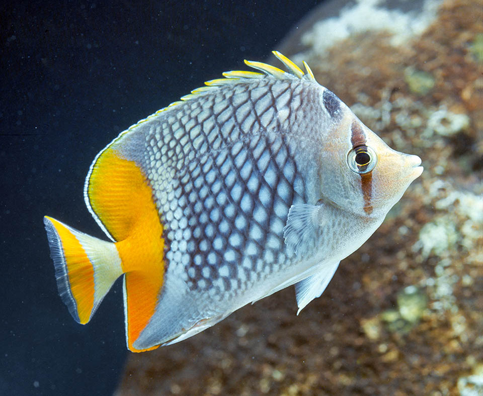 El Pez mariposa de cola amarilla (Chaetodon xanthurus) vive en las aguas tropicales del Océano Pacífico occidental 