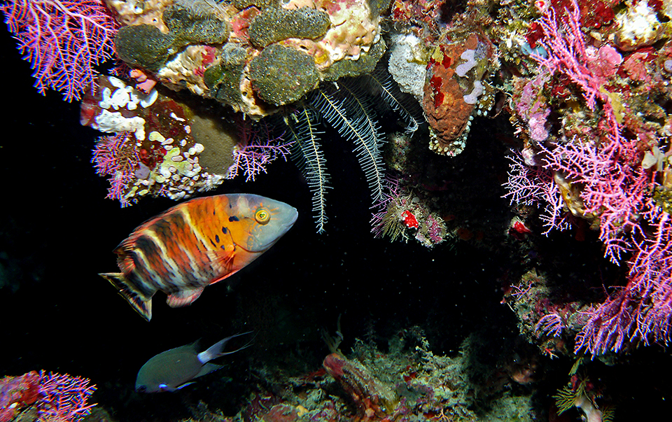The Redbreasted wrasse (Cheilinus fasciatus) has a very large presence in the tropical Indo-Pacific waters