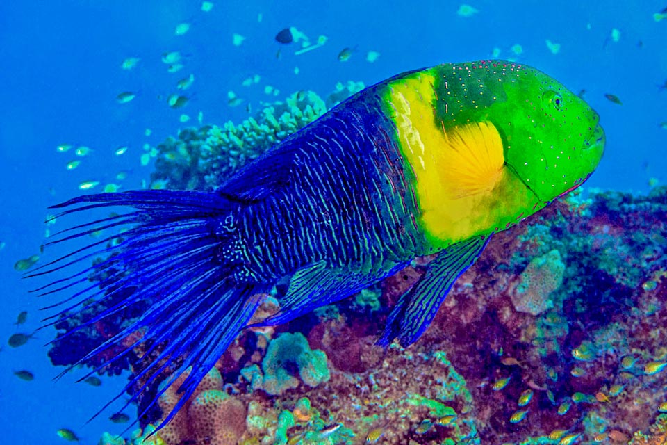 Relatively rare, with populations of 1-3 specimens per hectare, the Broomtail wrasse (Cheilinus lunulatus) lives in the Red Sea and adjacent areas of the Indian Ocean