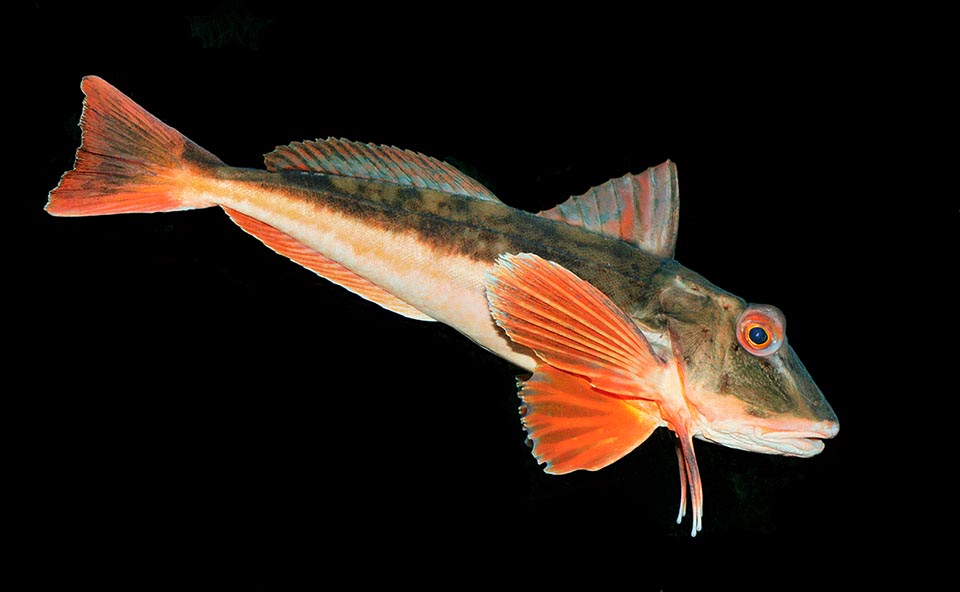 Common in the Mediterranean and in Black Sea, the Tub gurnard (Chelidonichthys lucerna) lives also along the eastern Atlantic coasts from Scandinavia to Sierra Leone