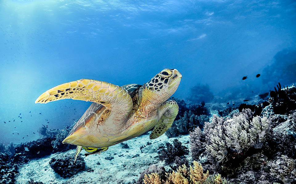 The Chelonia mydas is present in the tropical and subtropical belts of all oceans. In the Mediterranean it is met only in the warm waters of the eastern basin