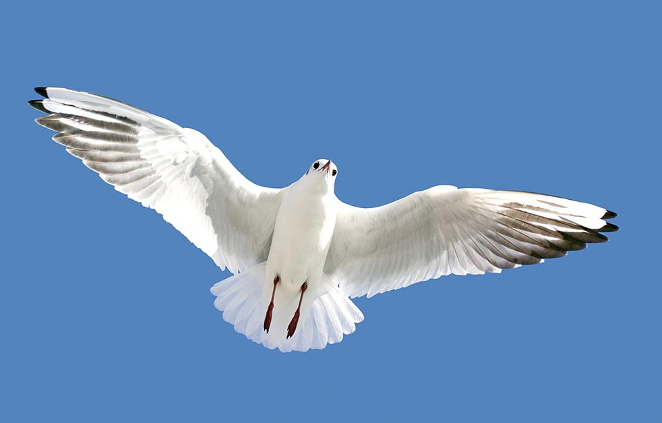 Chroicocephalus ridibundus, Black-headed gull 