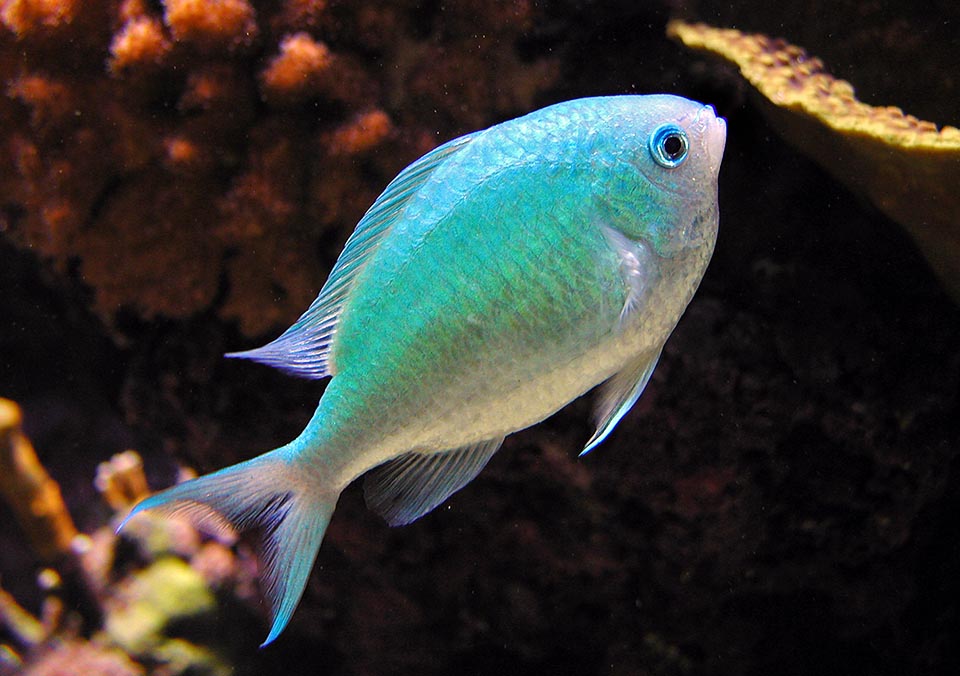 Long au maximum de 9 à 10 cm Chromis viridis est abondant dans les eaux de l'Indo-Pacifique tropical