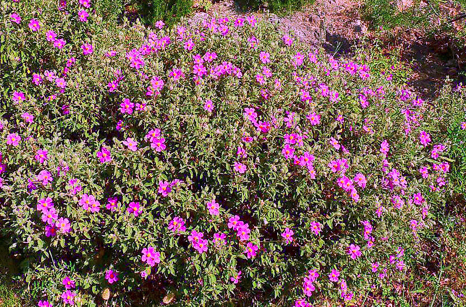 Cistus creticus Molto comune nell’isola di Creta, Cistus creticus è un arbusto sempreverde, alto fino a 150 cm, con chioma molto ramificata e procombente.