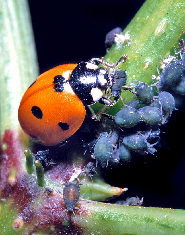 Coccinella septempunctata, Seven-spotted ladybug, Common ladybug, Coccinellidae