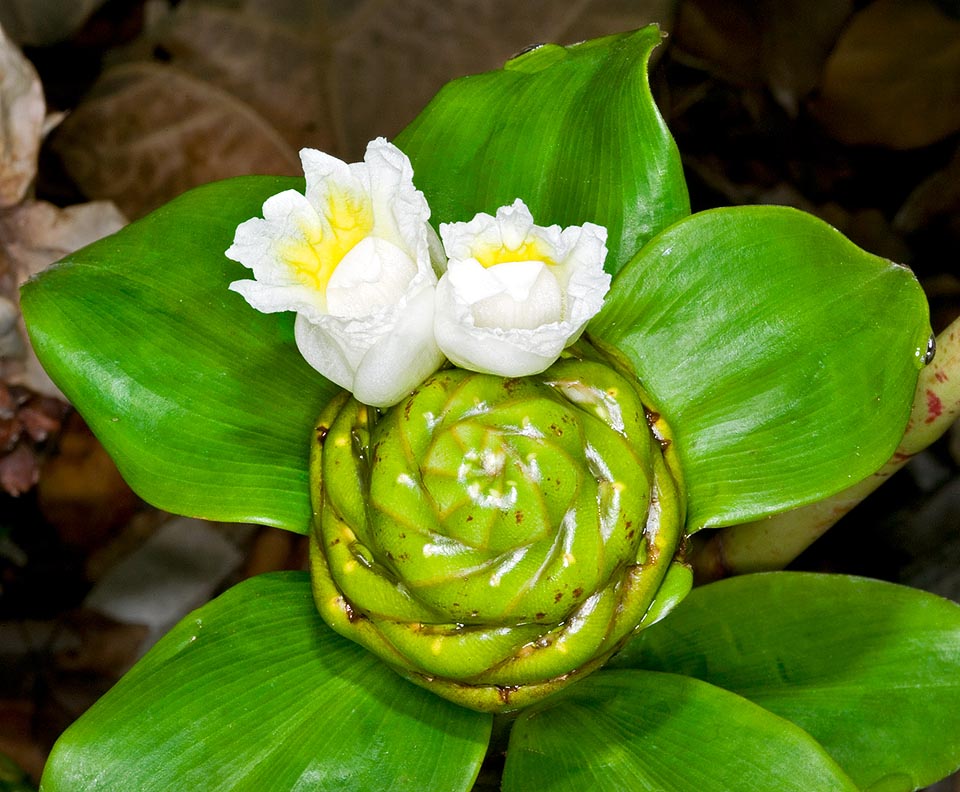 Costus afer, Costaceae