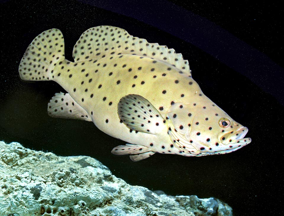 Cromileptes altivelis is an atypical grouper.