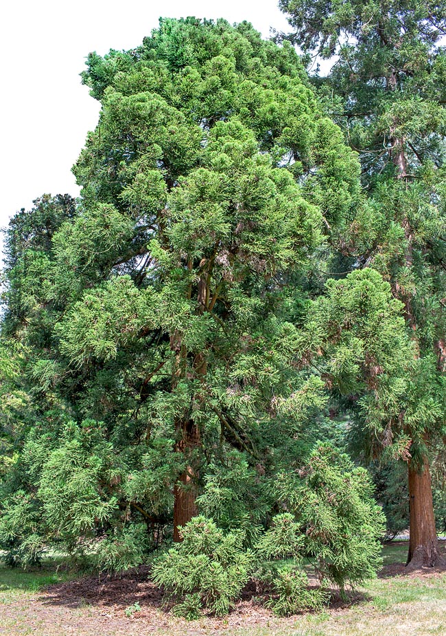 Cryptomeria japonica, cedro rosso del Giappone, criptomeria, Cupressaceae