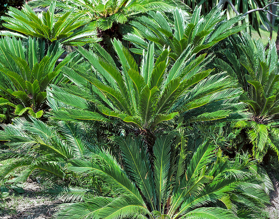 Autentico fossile vivente, Cycas revoluta è apparso prima dei dinosauri, quando non era ancora stato inventato il fiore e regnavano le Gimnosperme.